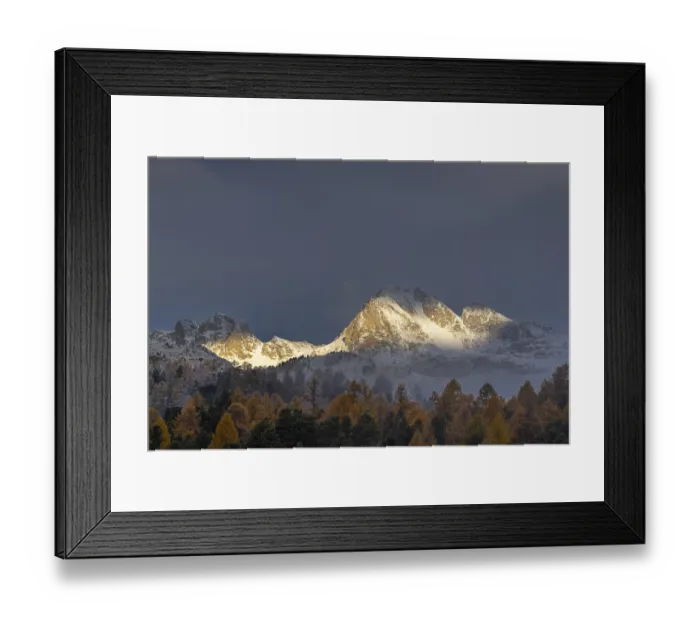 Framed Print : Mixed forest with larches (Larix) in autumn foliage off Piz Muragl