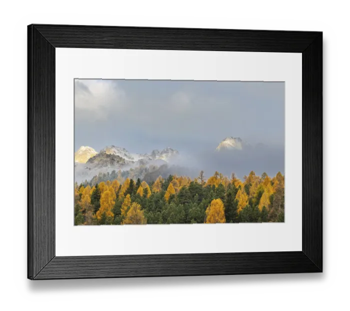 Framed Print : Mixed forest with larches (Larix) in autumn foliage off Piz Muragl and La Sours Framed Print : Mixed forest with larches (Larix) in autumn foliage off Piz Muragl and La Sours