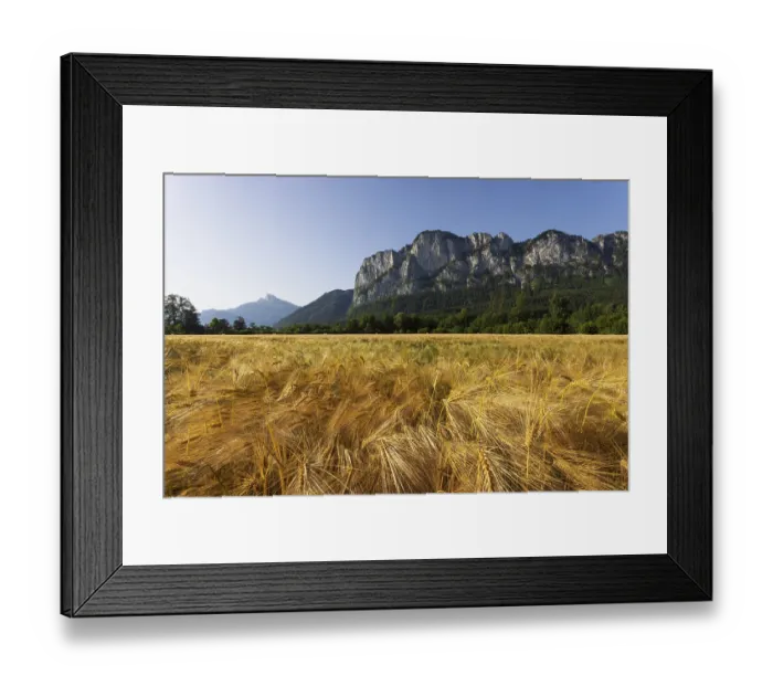 Framed Print : Agricultural Landscape, Hordeum Vulgare
