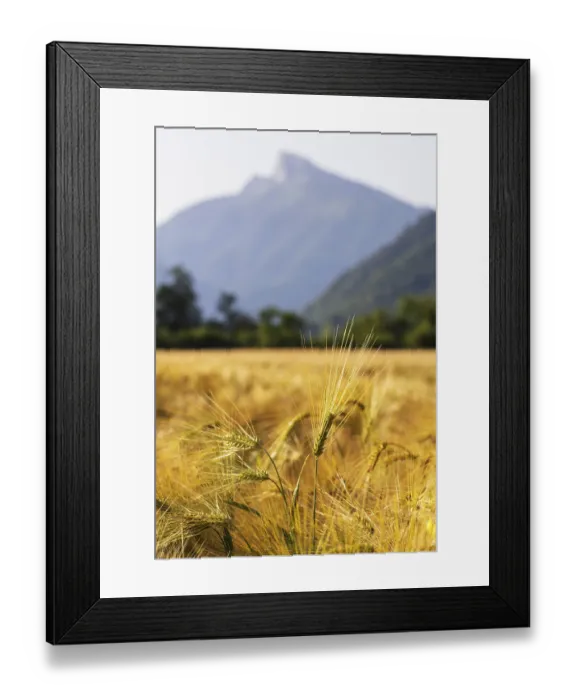 Framed Print : Agricultural Landscape, Hordeum Vulgare