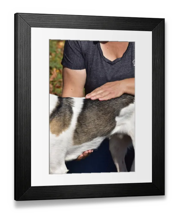 Framed Print : Animal physiotherapist and osteopath examining and treating a small mixed breed dog outdoors Framed Print : Animal physiotherapist and osteopath examining and treating a small mixed breed dog outdoors