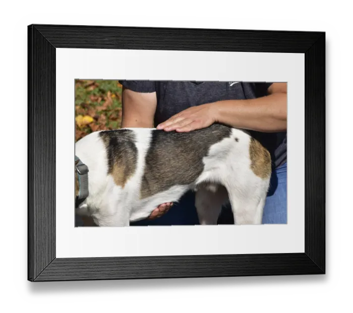 Framed Print : Animal physiotherapist and osteopath examining and treating a small mixed breed dog outdoors Framed Print : Animal physiotherapist and osteopath examining and treating a small mixed breed dog outdoors