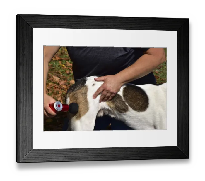 Framed Print : Animal physiotherapist and osteopath treating a small mixed breed dog with an outdoor massage gun