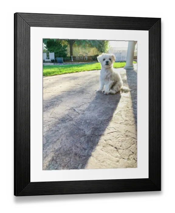 Framed Print : Cute Maltese Puppy Sitting on Patio in Back Yard of Home
