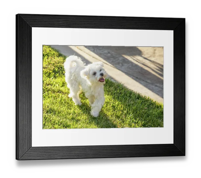 Framed Print : Adorable Maltese Puppy Playing In The Yard