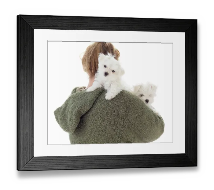 Framed Print : Woman Holding Two Young Maltese Puppies Isolated on White