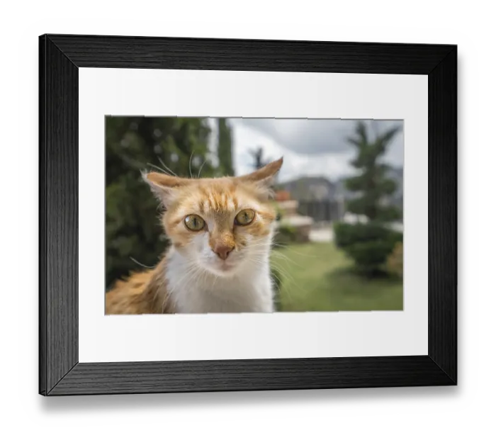 Framed Print : Portrait of a small cute brown and white cat