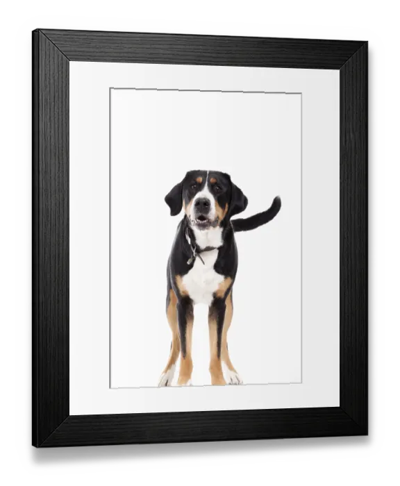 Framed Print : Happy dog photographed in the studio on a white background