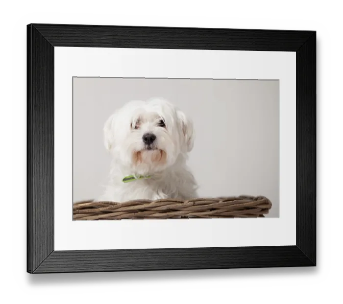 Framed Print : Happy dog photographed in the studio on a white background
