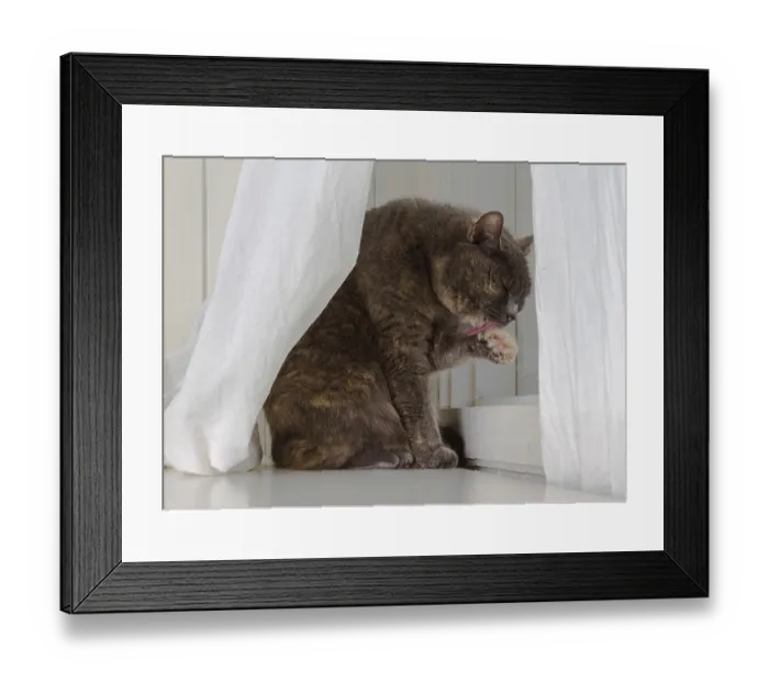 Framed Print : Grey cat sits in front of window with white curtains and white background