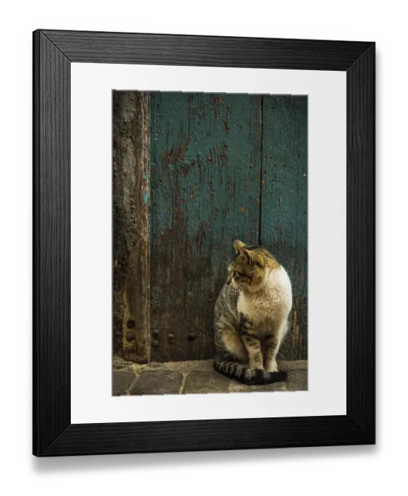 Framed Print : Cat sitting in old street in Morocco