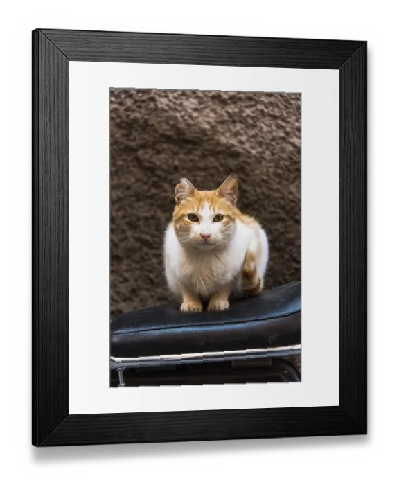Framed Print : Cat sitting on bike in backstreet while looking at camera