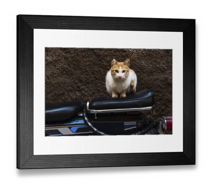 Framed Print : Cat sitting on bike in backstreet while looking at camera Framed Print : Cat sitting on bike in backstreet while looking at camera