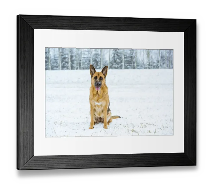 Framed Print : German shepherd dog possing outdoor at winter