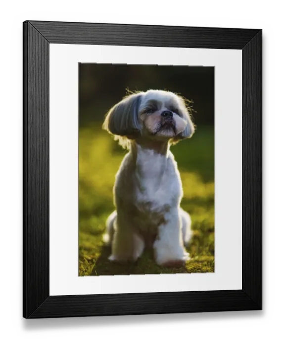 Framed Print : Shih tzu dog sitting on grass in garden