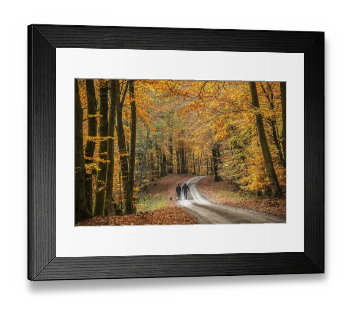 Framed Print : A couple with a dog walks on a forest path through a beech forest in autumn colors in Fyledalen Framed Print : A couple with a dog walks on a forest path through a beech forest in autumn colors in Fyledalen