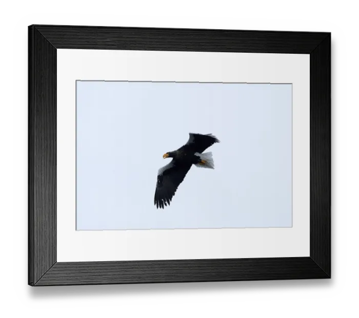 Framed Print : Steller's sea eagle (Haliaeetus pelagicus) flying Framed Print : Steller's sea eagle (Haliaeetus pelagicus) flying