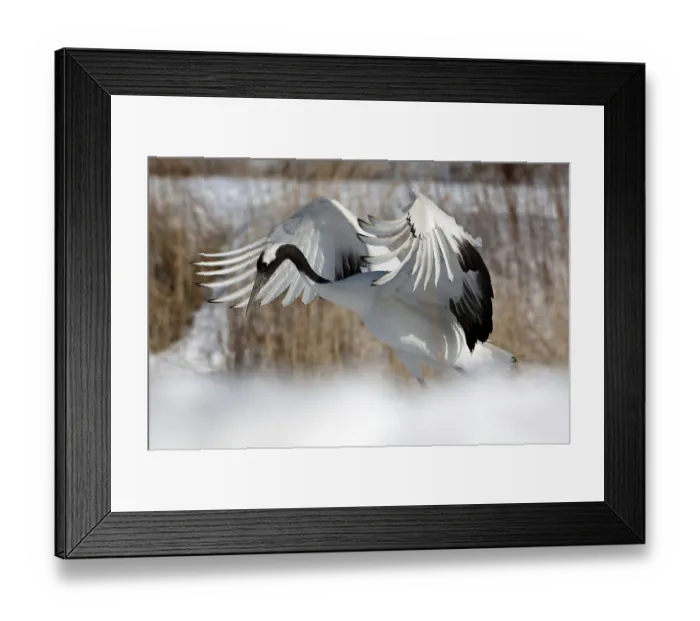 Framed Print : Japanese crane, Red-crowned crane (Grus japonensis) take-off