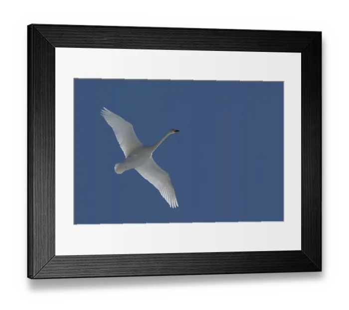 Framed Print : Whooper swan flying (Cygnus cygnus)