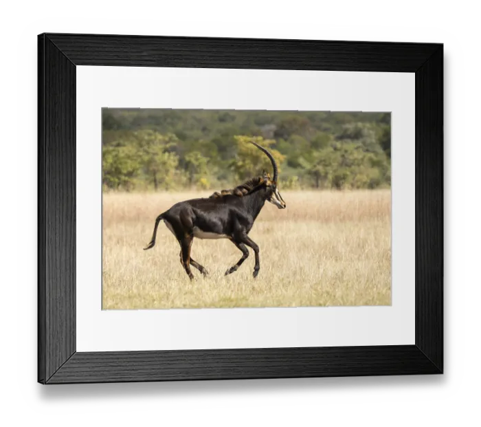 Framed Print : Sable Antelope (Hippotragus niger)