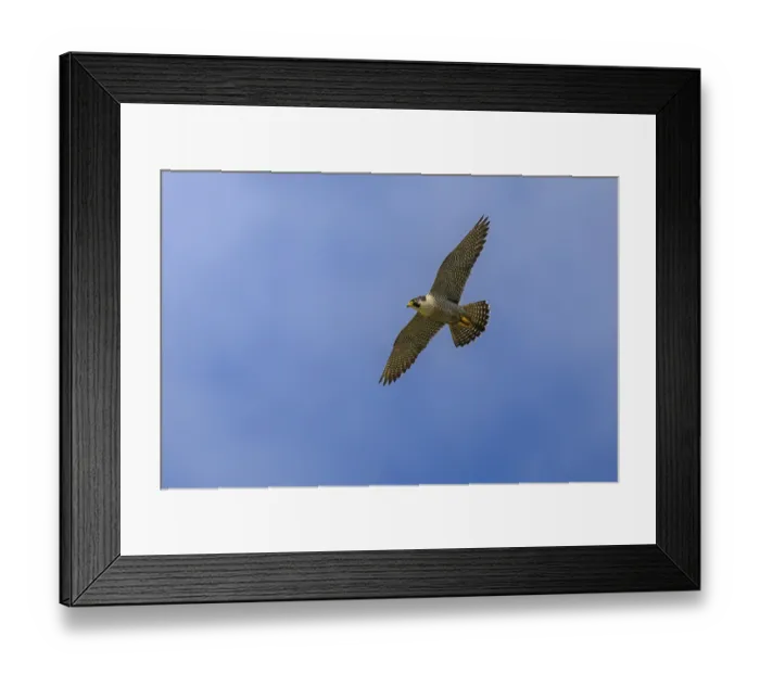 Framed Print : Peregrine falcon (Falco peregrinus)