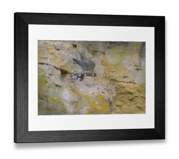 Framed Print : Peregrine falcon (Falco peregrinus)
