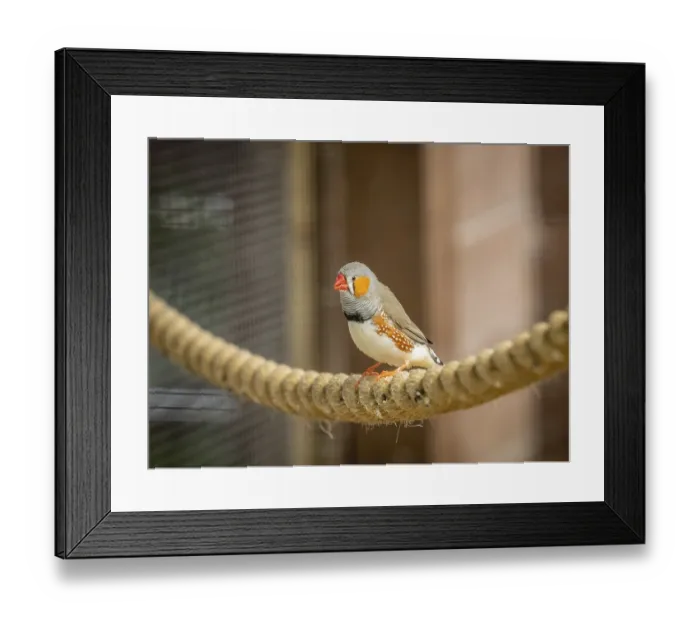 Framed Print : Tropical Zebra Finch bird sitting on a rope in cage in zoo Framed Print : Tropical Zebra Finch bird sitting on a rope in cage in zoo
