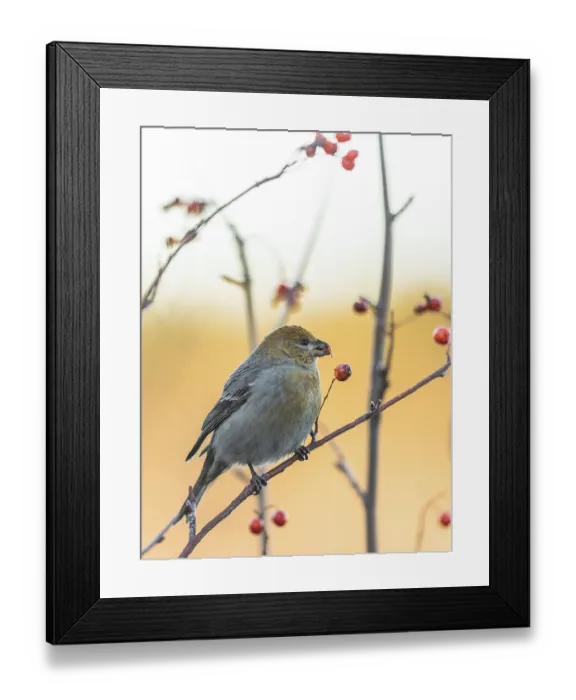 Framed Print : Pine grosbeak, Pinicola enucleator
