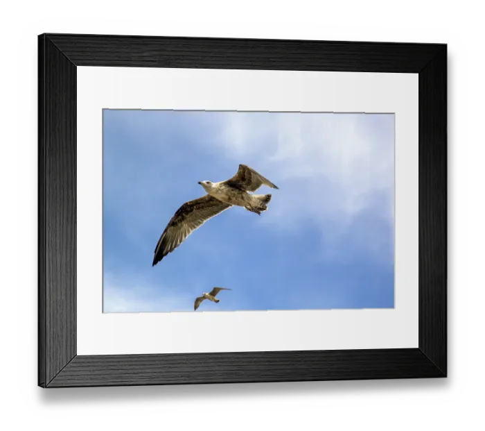 Framed Print : Seagull in flight with the blue sky background Framed Print : Seagull in flight with the blue sky background