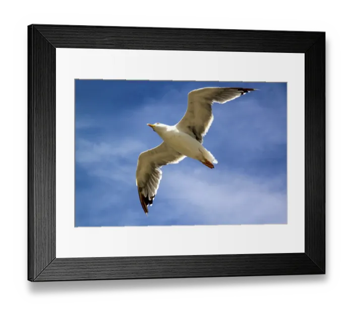 Framed Print : Seagull in flight with the blue sky background