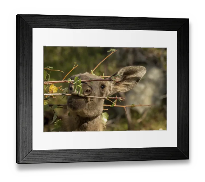 Framed Print : Moose or European elk, Alces alces Framed Print : Moose or European elk, Alces alces
