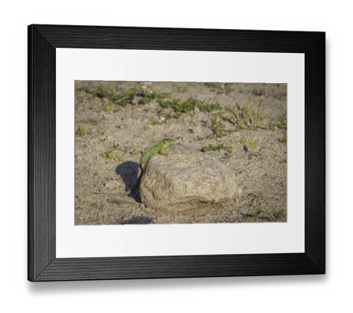 Framed Print : Sand Lizard (Lacerta agilis) male sitting on a rock in Sweden
