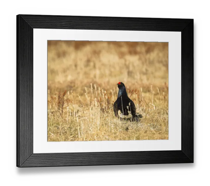 Framed Print : Black grouse (Tetrao tetrix) lek in Iveland Framed Print : Black grouse (Tetrao tetrix) lek in Iveland