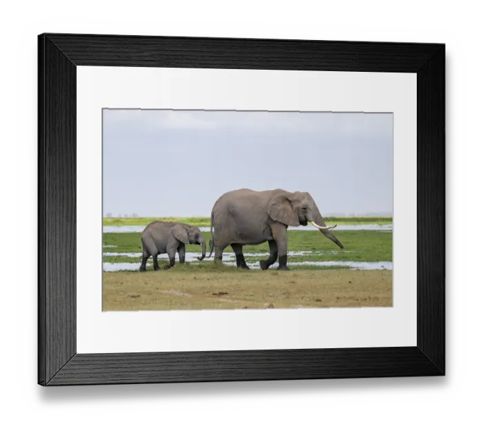 Framed Print : African elephant (Loxodonta africana) Framed Print : African elephant (Loxodonta africana)