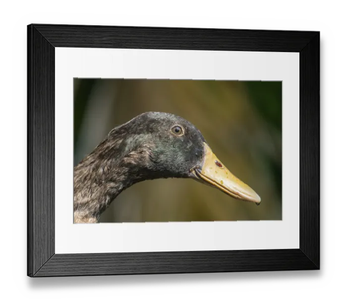 Framed Print : A detailed close-up of a duck's (Anser cygnoides) head with a colorful beak In Netrokona Framed Print : A detailed close-up of a duck's (Anser cygnoides) head with a colorful beak In Netrokona