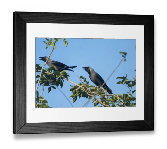 Framed Print : Two crows (Corvus splendens) perched and interacting on leafy branches against a blue sky In Netrokona