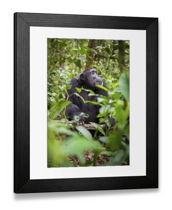 Framed Print : Chimpanzee (Pan Troglodytes), male on the ground