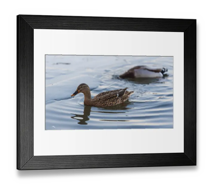 Framed Print : A single duck swimming and creating ripples in the water Framed Print : A single duck swimming and creating ripples in the water