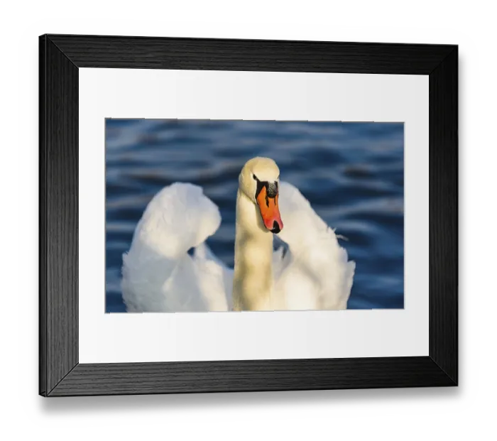 Framed Print : An elegant swan with orange beak on blue water Framed Print : An elegant swan with orange beak on blue water