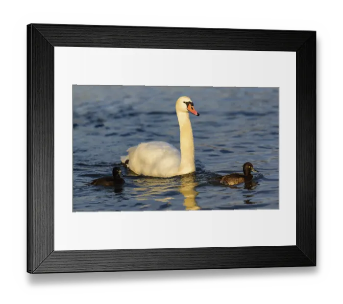 Framed Print : A swan with ducklings swimming peacefully on a lake Framed Print : A swan with ducklings swimming peacefully on a lake
