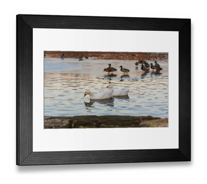 Framed Print : A group of ducks relaxing on icy water as the sun sets
