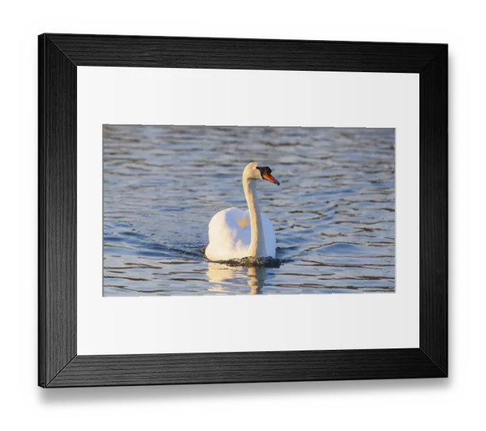Framed Print : A swan peacefully swimming away