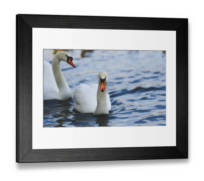 Framed Print : Two swans gracefully swimming on reflective blue water