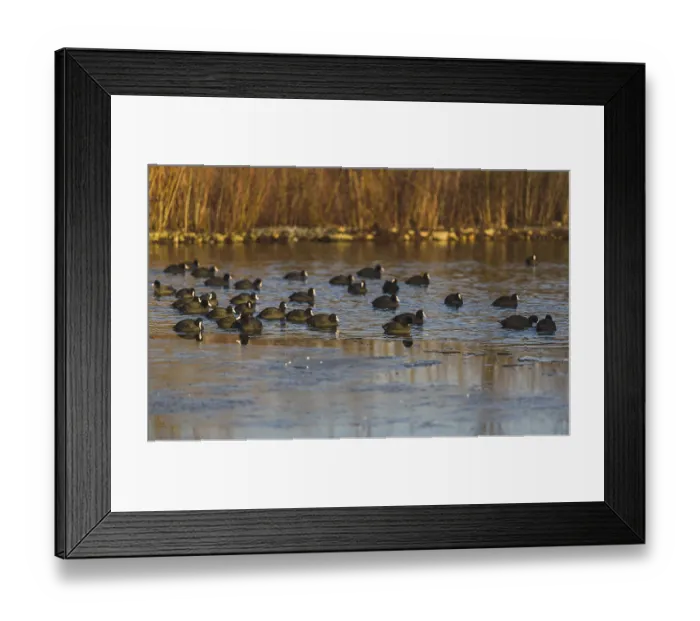 Framed Print : A flock of ducks floating on a serene reflective marsh Framed Print : A flock of ducks floating on a serene reflective marsh