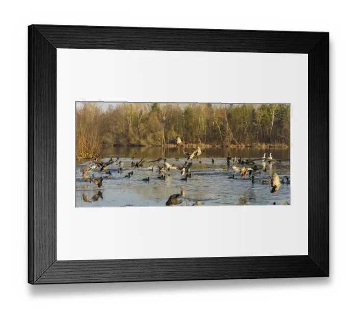 Framed Print : Birds taking flight over a lake framed by trees Framed Print : Birds taking flight over a lake framed by trees