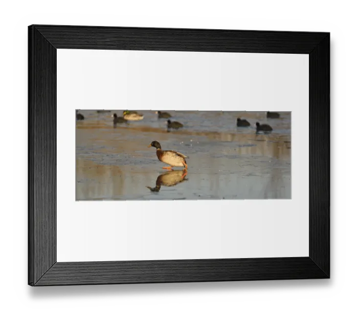 Framed Print : A solitary duck standing on ice reflecting its silhouette Framed Print : A solitary duck standing on ice reflecting its silhouette
