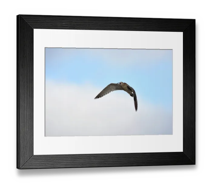 Framed Print : GroBer Brachvogel, Numenius arquata, e:European curlew Großer Brachvogel, Numenius arquata, e:European curlew