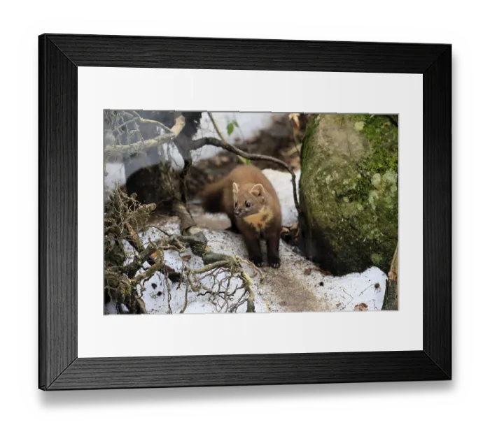 Framed Print : Marten (Martes martes), adult, alert Framed Print : Marten (Martes martes), adult, alert
