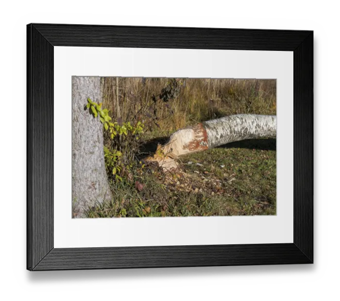 Framed Print : A birch tree felled by a beaver lies in an autumn forest