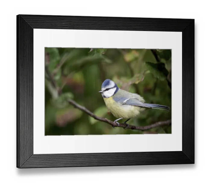 Framed Print : Blue tit (Cyanistes caeruleus)